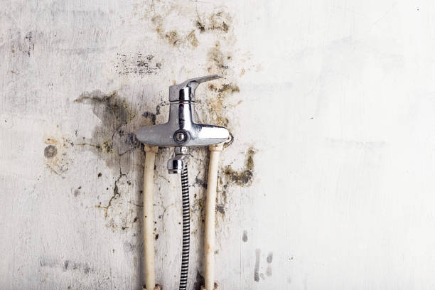 Best Residential Mold Remediation in Ecru, MS