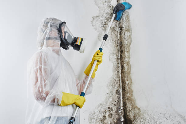 Best Residential Mold Remediation in Ecru, MS