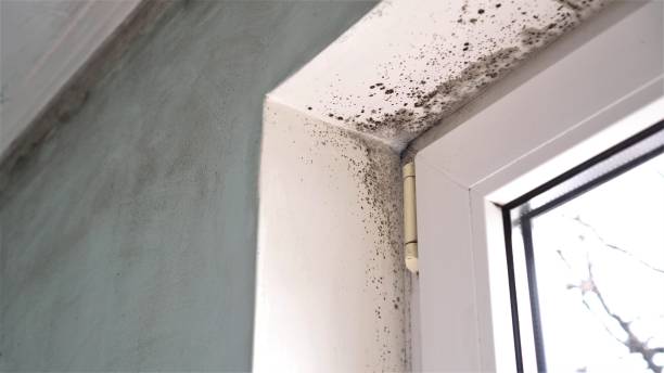 Best Attic Mold Remediation in Ecru, MS