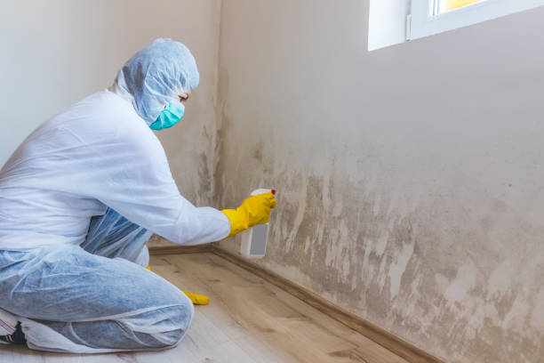 Best DIY Mold Remediation Support Services in Ecru, MS