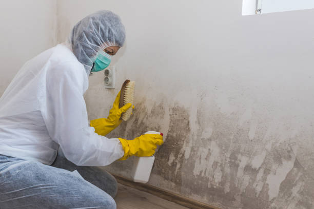 Best Emergency Mold Remediation in Ecru, MS