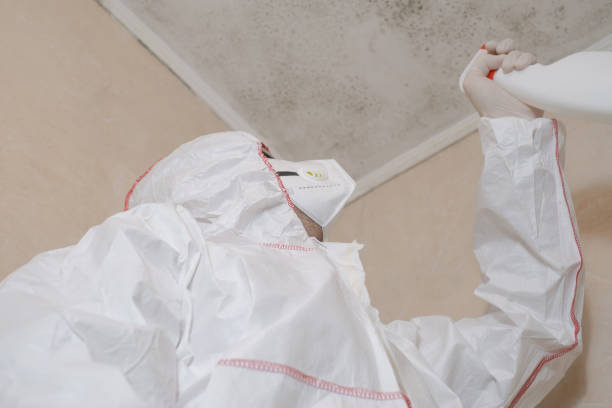 Reliable Ecru, MS Mold Remediation Solutions