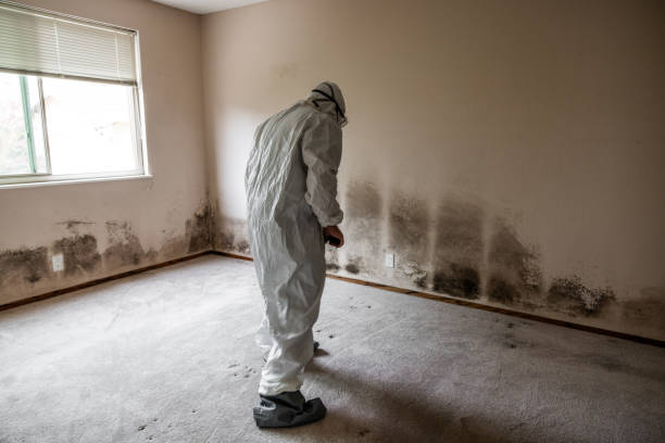 Best Preventive Mold Services in Ecru, MS