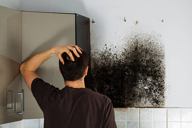 Best Mold Testing and Inspection Services in Ecru, MS