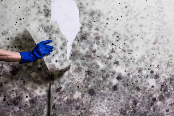  Ecru, MS Mold Removal Pros