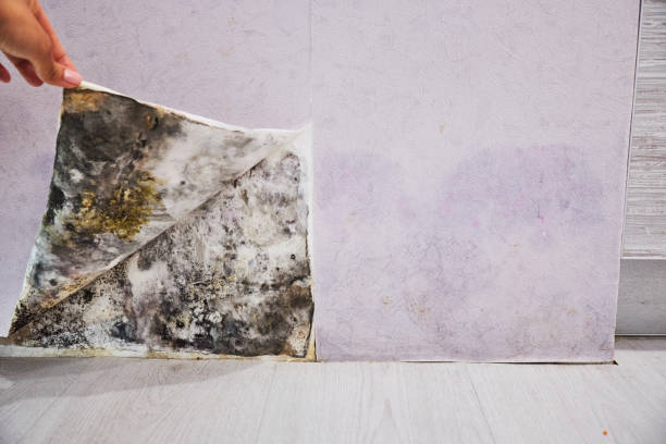 Best Insurance-Related Mold Remediation in Ecru, MS